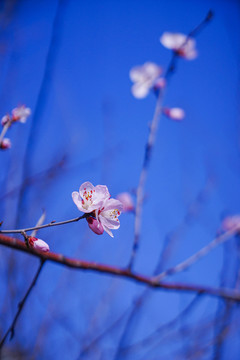 桃花开