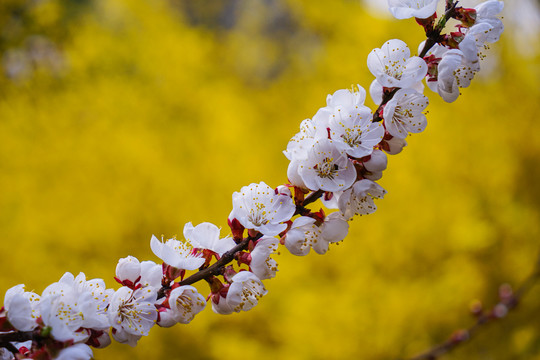 桃花开