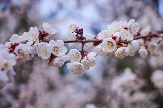 桃花开