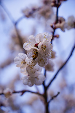 桃花开