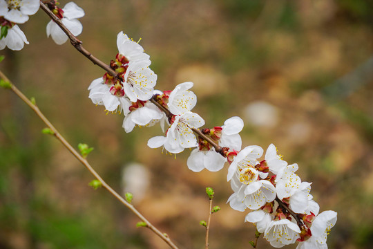 桃花开