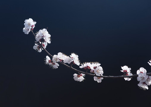杏花