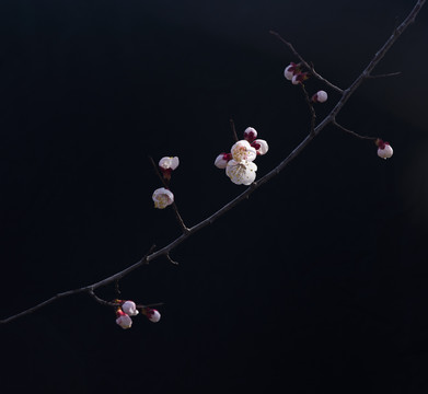杏花