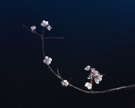 杏花