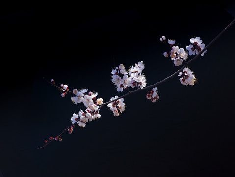 杏花