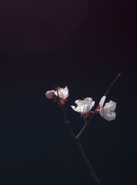 杏花