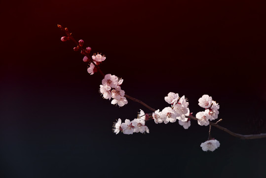 杏花