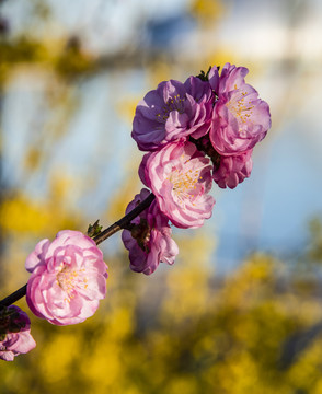 梅花