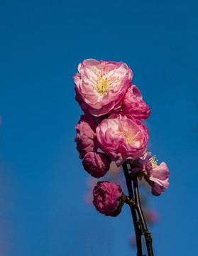 梅花