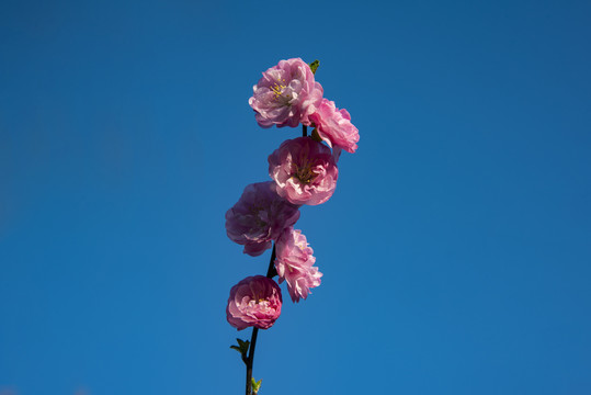 梅花