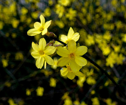 迎春花