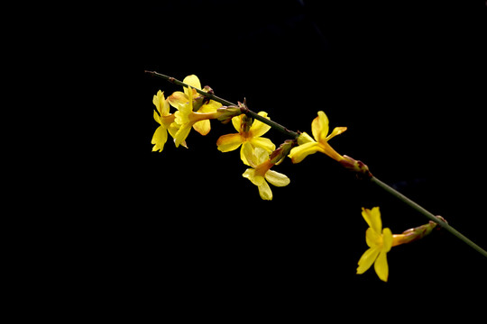 迎春花