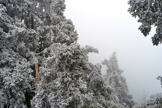 雪景