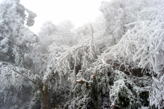 雪松冰挂