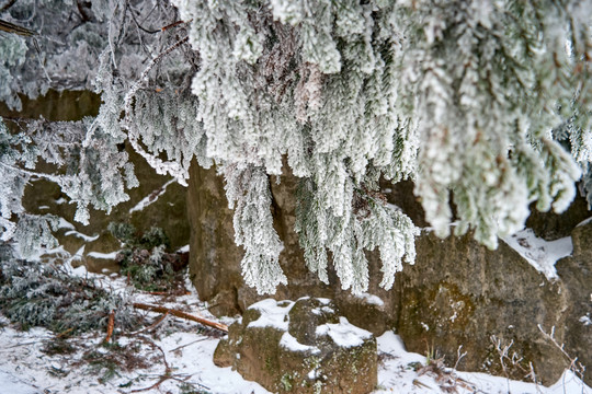 雪景