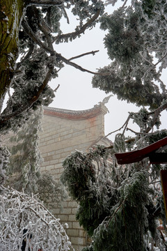 松树积雪