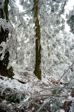 雾松雪景