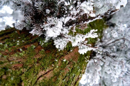 松树积雪