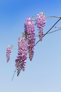 蓝天与紫藤花