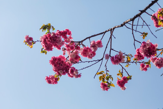 春天逆光下的美丽樱花