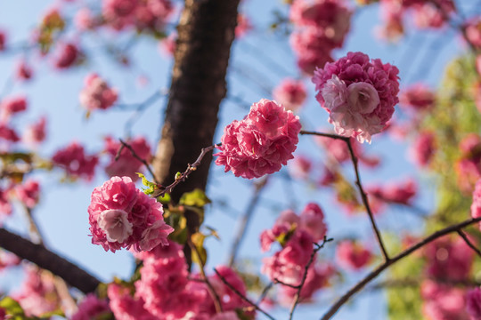 春天盛开的美丽樱花