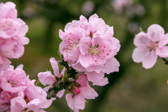 特写粉红碧桃花