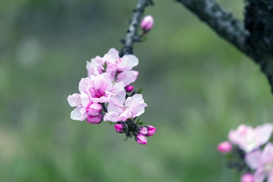 粉红色的桃花树枝