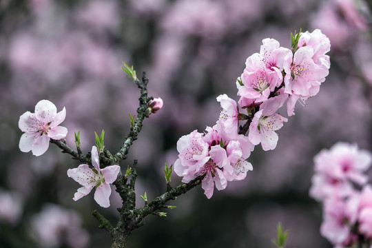 粉红色的碧桃花