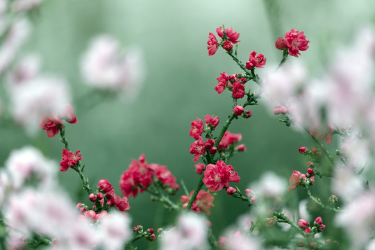 红色桃花开