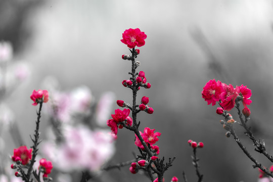 水墨深红色桃花