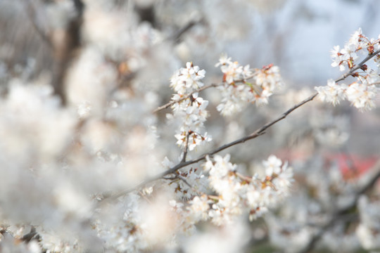 春天白色的樱花梨花