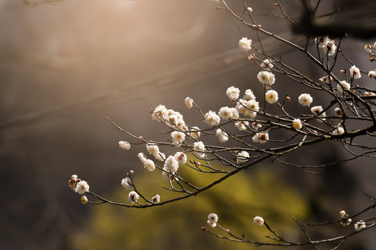 梅花盛开