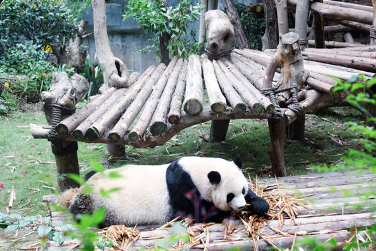 大熊猫吃东西