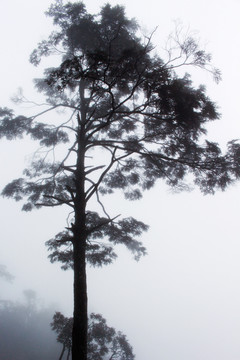 峨眉山松树