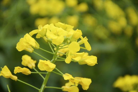 油菜花