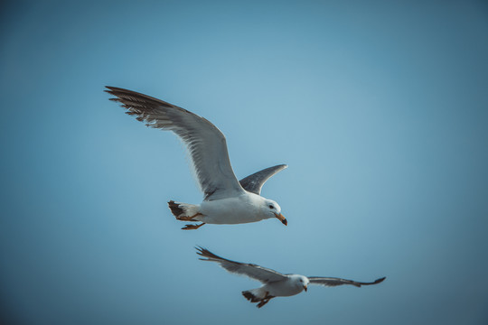 飞翔的海鸥海鸟