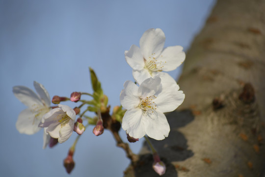 武汉樱花