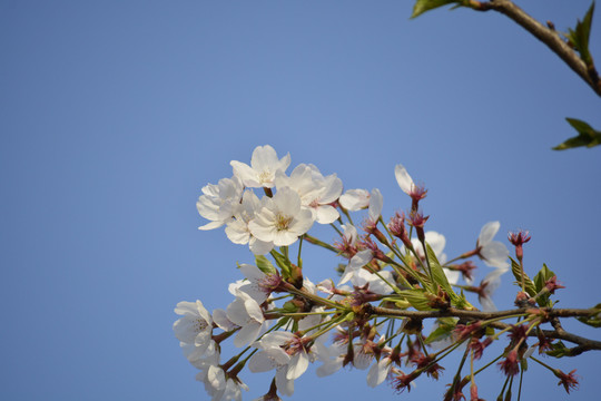 武汉樱花