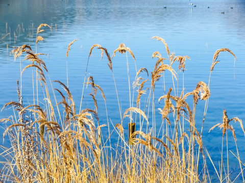 泸沽湖湿地