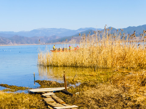 泸沽湖湿地