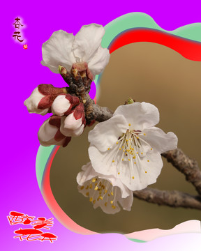 分层边框杏花