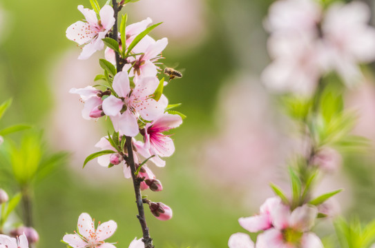 蜜蜂桃花