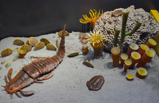 海洋生物模型