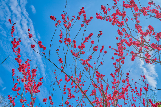 红桃花