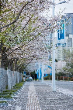 人行道边的樱花树