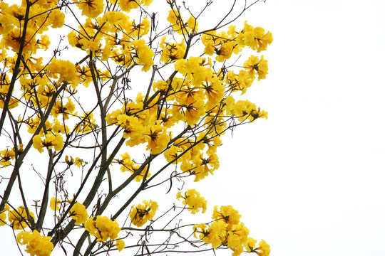 风铃木花