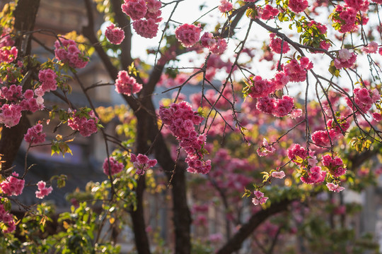 春天逆光下樱花