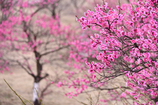 梅花