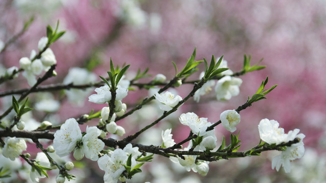 合肥三十岗桃花林