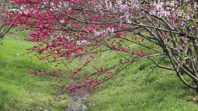 合肥三十岗桃花林